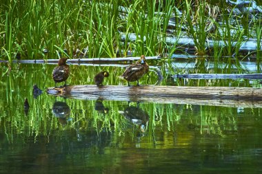 Üç ördek, Moose Gölü 'ndeki sazlıklarla çevrili suların kenarındaki bir kütükte dinleniyor. Canlı yeşil yansımaları ve sakin sakin bir atmosferi var..