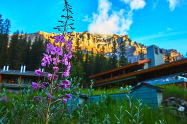 Moraine Gölü yakınlarında Banff 'ta bir dağ kulübesi ve güneşli tepeleri olan canlı bir mor kır çiçeği sahnenin üzerine sıcak bir parıltı saçar..