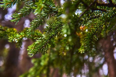 Jasper Kanada 'da Sunwapta Şelalesi yakınlarındaki sakin bir ormanda taze çam iğneleri yağmur damlalarıyla parıldıyor. Kanada' nın canlı yeşilliklerini ve vahşi ortamının ferahlatıcı atmosferini yakalıyorlar..