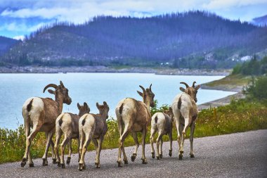 Küçük bir Rocky Dağı Koyun sürüsü Jasper Kanada 'daki Medicine Gölü' nün kıyısında yürüyor. Temiz su dağı manzarası ve canlı yeşillik huzurlu bir yaban hayatı manzarası yaratıyor..