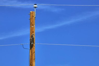 Bir şahin, Kanada 'daki açık mavi gökyüzünün altında uzun bir telefon direğinin üzerinde duruyor. Hayvanın ve altyapının canlı bir açık havada kesiştiği çarpıcı bir anı yakalıyor..