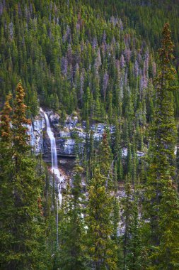 Engebeli kayaların üzerine dökülen çarpıcı bir şelale Jasper Kanada 'nın engin yeşil ormanlarına şelalenin güzelliğini ve yabani doğayı gözler önüne seren sakin bir manzara yaratır..