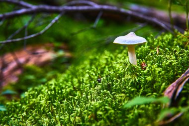 Sakin bir orman ortamında canlı yeşil yosunlardan oluşan bir yataktan tek bir mantar yükselir ve Banff ve Louise Gölü yakınlarındaki Kanada vahşi doğasının dingin güzelliğini yakalar..