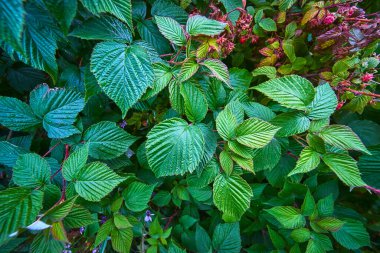 Keskin desenli yaprakları ve tomurcuklanan çiçekleri olan yoğun yeşil yapraklar büyüme ve çevre bilinci temaları için mükemmel canlı ve taze bir arka plan yaratır..