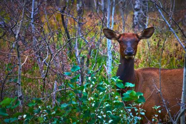 Bir Rocky Dağ Geyiği sessizce ağaçların arasında duruyor ve Kanada 'da Snaring Yolu' nda yemyeşil çalılıklar Kanada 'nın vahşi doğasının huzurlu ve vahşi güzelliğini yakalıyor..