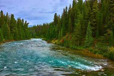 Kristal berrak su, Jasper Kanada 'da Maligne Gölü yakınlarındaki gür bir çam ormanından akar. Canlı yeşillik ve huzurlu doğal güzellik, dingin göl ve nehri sarar..
