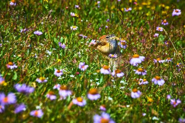 Bir yer sincabı Montana 'daki Saklı Göl Patikası boyunca canlı bir kır çiçeği tarlasından süzülüp yaz yaban hayatının özünü ve Buzul Milli Parkı' nın güzelliğini yakalıyor..
