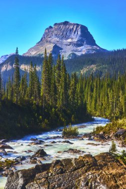 Yoho Ulusal Parkı 'nda akan bir nehrin ve yoğun bir yeşil ormanın üzerinde yükselen güçlü bir dağ bu ikonik vahşi doğanın el değmemiş güzelliğini ve canlı suyunu yakalıyor..