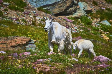 Bir dağ keçisi ve yavrusu, açık yaz güneşinin altında, kır çiçekleri ve renkli taşlarla çevrili Montana Buzul Ulusal Parkı 'ndaki Saklı Göl Yolu boyunca kayalık bir çayırı geçiyor..