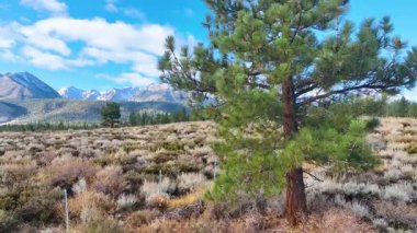 Sierra Nevada dağları arka planda yükselen Mamut California yakınlarındaki çam ağaçlarını ve çalı çayırlarını kaplıyor. Dinamik hareket doğal güzelliği ortaya çıkarır.