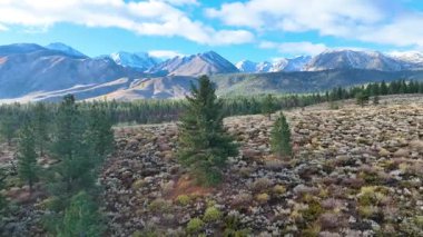 Çam ormanlarının hava geçidini süpürmek ve arkada karla kaplı Sierra Nevada ile birlikte Mammoth Dağı yakınlarındaki yüksek çöl. Kamera manzaranın üzerinde süzülüyor.