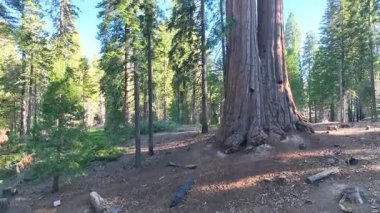 Havadan çekilen kadim sekoya ağaçlarının arasından Kaliforniya Ulusal Ormanı 'nın yemyeşil gölgesinde yükselir ve parlak güneş ışığı ve doğal güzellik ile 100 devin yolunu yakalar..