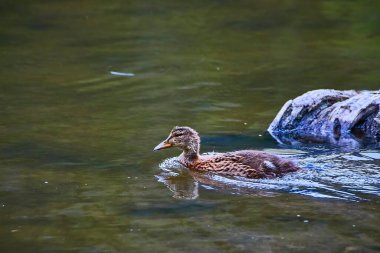 Genç bir ördek yavrusu Grand Teton Wyoming 'deki Geyik Gölü' nün sakin sularında süzülüyor. Yıpranmış bir kütüğün yanında yumuşak dalgalar yaratıyor ve doğanın barışçıl ruhunu ve vahşi yaşamı yansıtıyor..