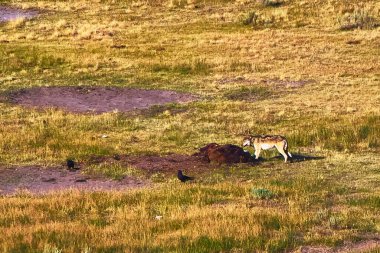 Bir kurt, Hayden Vadisi Yellowstone 'daki ölü bir bizonla beslenirken kuzgunlar, Wyoming' deki vahşi yaşam döngüsünün çarpıcı bir görüntüsünü oluşturarak altın çayırlarda daireler çiziyor..