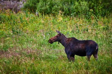 Geyik, Grand Teton Wyoming 'deki Moose Gölü' ndeki canlı bir çayırda sessizce duruyor. Etrafı uzun otlar ve doğal atmosferi sakin kır çiçekleriyle çevrili..