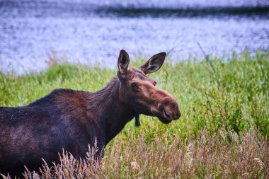 Bir geyik Grand Teton Wyoming 'deki Moose Pond' un yanında sessizce duruyor. Etrafı yemyeşil ve sakin sularla çevrili. Huzurlu bir vahşi yaşam anı yaratıyor..