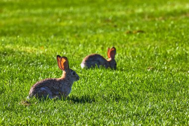 Boulder City Nevada 'daki Hemenway Parkı' nın yemyeşil çimlerinde iki tavşan dinleniyor. Sıcak güneş ışığı hayvanları ve canlı yeşil alanı vurguluyor. Huzurlu bir vahşi yaşam anı yaratıyor..