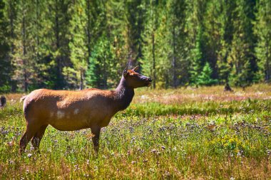 Bir Rocky Mountain Geyiği, Yellowstone Wyoming 'de kır çiçekleri ve sık ormanlarla çevrili canlı bir yaz çayırında duruyor. Vahşi yaşamın özünü ve Amerika' nın doğal güzelliğini yakalıyor..