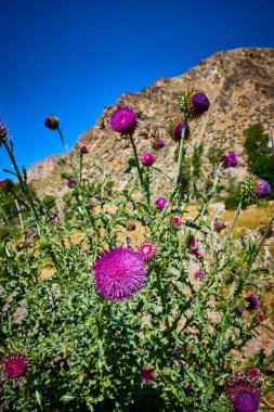 Cokeville Wyoming yakınlarındaki Lejyon Parkı 'nda, engebeli tepelere ve berrak mavi gökyüzüne uzanan parlak mor devedikeni çiçekleri bu Amerika Birleşik Devletleri manzarasının vahşi güzelliğini yansıtıyor..