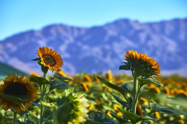 Bereketli Nevada meyve bahçesinde ayçiçekleri canlı bir şekilde açar. Uzaktaki görkemli dağlar yükselir. Sıcak güneş ışığı ve açık gökyüzü Las Vegas bölgesel temaları için harika bir moral yaratıyor..