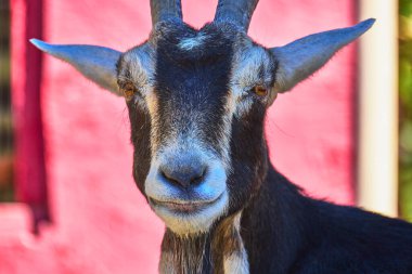 Las Vegas Nevada 'da bir hayvan barınağında renkli bir duvarın önünde meraklı bir keçi duruyor. Parlak görünümü ve anlamlı yüzü, hayvanlar için bir sıcaklık ve bakım hissi uyandırıyor..