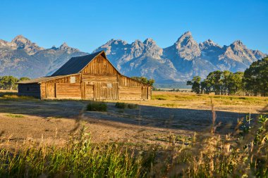 Tarihsel TA Moulton Barn, Grand Teton dağları ve Wyoming manzarasını barışçıl kırsal bir manzara için aydınlatan altın saat ışığı ile gün doğumunda Mormon Row 'da duruyor..