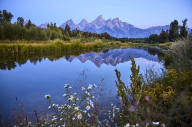 Wyoming 'deki Schwabacher Landing' in sakin su yolu boyunca kır çiçekleri açar. Altın saat boyunca Grand Teton dağları mükemmel bir şekilde yansıtılır..