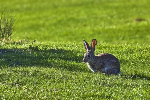 Boulder City Nevada 'daki Hemenway Parkı' nın canlı çimlerinde bir tavşan tetikte bekliyor. Bereketli yeşil manzara ve parlak güneş ışığı bu ayırt edici hayvanı huzurlu bir anda vurguluyor..