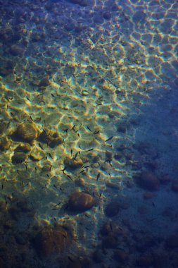 Küçük balıklar, Grand Teton Wyoming 'deki Jenny Gölü' nün güneşli kayalık tabanında yüzerler. Parlayan su doğal desenler yaratır ve barışçıl bir ruh hali yaratır..
