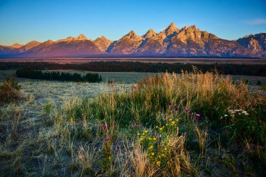 Sabahın erken saatlerinde Wyoming 'deki Teton Point' te Grand Teton dağları ve kır çiçekleri yıkanır ve dingin bir altın saat manzarası yaratır..