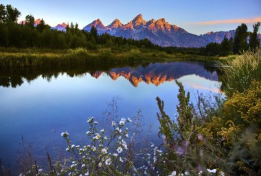 Wyoming 'deki Schwabacher Landing' in sakin sularında kır çiçekleri açıyor. Grand Teton dağları gün doğumunda parlıyor ve yansımaları altın saat ışığında parıldıyor..
