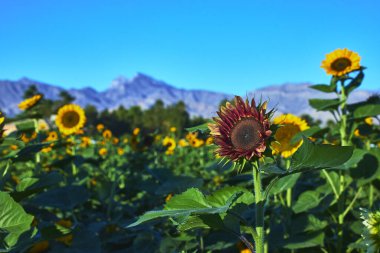 Parlak bir ayçiçeği bahçesi açık mavi gökyüzünün altındaki engebeli Nevada dağlarına doğru uzanır. Bu Las Vegas manzarasında göze çarpan kırmızı bir ayçiçeği yaz canlılığını çağrıştırıyor.