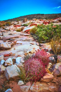 Canlı bir ateş fıçısı kaktüsü Nevadas Çamurlu Dağ bölgesindeki kayalık arazi ve seyrek çalılıkların arasında duruyor. Parlak gökyüzü ve renkli çöl elementleri çarpıcı bir Moapa Vadisi sahnesi yaratıyor..