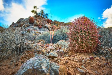 Bir yangın fıçısı kaktüsü Moapa Vadisi yakınlarındaki Nevadas Muddy Dağı 'ndaki kayalık arazide göze çarpıyor. Kuru çalılar ve engebeli taşlar canlı mavi gökyüzünün altında vahşi çöl atmosferine eklenir..