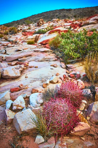 Renkli kayalar ve Moapa Vadisi Nevada 'nın çöllerindeki yeşil çalıların arasında canlı bir ateş fıçısı kaktüsü. Sahne, Birleşik Devletler 'deki Çamurlu Dağ Bölgesi' nin güzelliğini ve esnekliğini anımsatıyor.