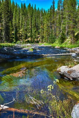 Yellowstone Wyoming 'deki yemyeşil bir çam ormanında güneşli su kayaları ve yeşil su bitkileriyle dolu berrak bir nehir, davetkar bir yaz manzarası yaratıyor..