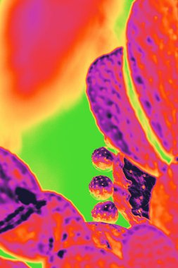 Parlak kızılötesi renkler Nevada 'daki bir hayvan barınağında meyveli dikenli armut kaktüsünü işaret ediyor. Gradyan haritası ve gerçeküstü palet enerjiyle dolu cesur bir Las Vegas çölü yaratıyor.