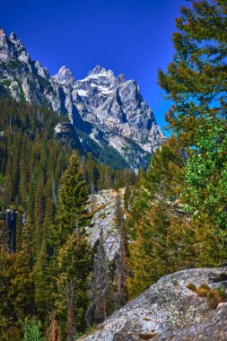 Büyük Teton Dağı tepeleri yoğun bir çam ormanının üzerinde yükseliyor ve Wyoming 'deki Jenny Lake Patikası boyunca uzanan engebeli kaya çıkıntısı açık mavi gökyüzünün altında Birleşik Devletler' in doğal güzelliklerini yakalıyor.