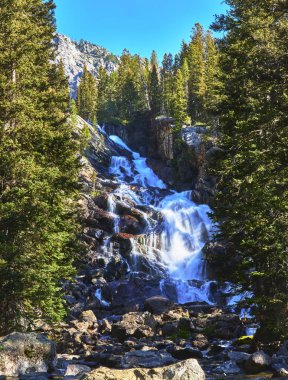 Büyük Teton Wyoming 'deki Jenny Lake Patikası boyunca yoğun çam ağaçları ve dağ tepeleri arasında berrak mavi gökyüzünün altında çarpıcı bir şelale dalgalanır..