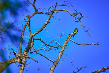 Nevada 'daki bir hayvan barınağındaki canlı mavi gökyüzünün altındaki çıplak bir ağaç dalına tünemiş tek bir kuş. Las Vegas yakınlarındaki sakin manzara kuşların ve doğal yaşam alanlarının güzelliğini vurguluyor.