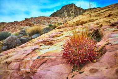 Canlı bir ateş fıçısı kaktüsü Muddy Mountain Nevada 'nın göbeğinde sanatsal kumtaşı oluşumları arasında yetişir. Moapa Vadisi 'nin engebeli güzelliği ve belirgin çöl renkleri dramatik bir şekilde göze çarpıyor.