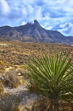 Las Vegas Nevada yakınlarındaki Red Rock Kanyonu 'nda çarpıcı bir yukka bitkisi çöl çalılarının arasında duruyor. Engebeli dağlar ve dramatik bir gökyüzü Amerika 'nın güneybatısında güçlü bir hava yaratıyor..