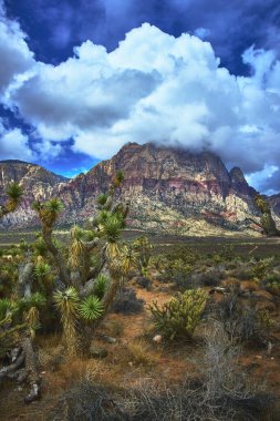 Joshua ağaçları Nevada çölünde dimdik ayakta duruyor ve arkalarında Kızıl Kaya Kanyonu dağları yükseliyor. Dalgalanan bulutlar ve canlı doğal renkler Las Vegas yakınlarındaki vahşi güzellikleri yakalıyor..