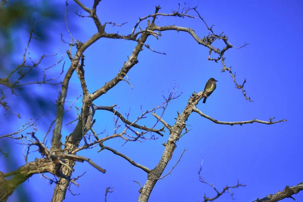 Nevada 'daki bir hayvan barınağındaki canlı mavi gökyüzünün altındaki çıplak bir ağaç dalına tünemiş tek bir kuş. Las Vegas yakınlarındaki sakin manzara kuşların ve doğal yaşam alanlarının güzelliğini vurguluyor.