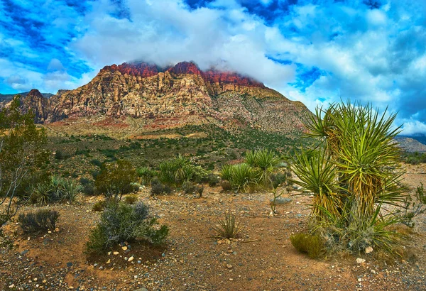 Las Vegas Nevada yakınlarındaki Red Rock Kanyonu 'nun canlı manzarası. Renkli kumtaşı uçurumları ve dinamik bir gökyüzü altında çöl bitkileri. Bu manzara Amerika Birleşik Devletleri 'nin eşsiz vahşi doğasını yakalar.