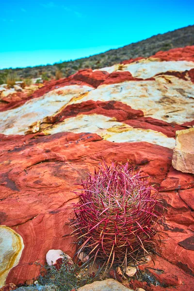 Nevada Çölü 'nde Muddy Dağı yakınlarında canlı bir ateş fıçısı kaktüsü sanatsal kumtaşına karşı duruyor. Çarpıcı renkler ve dokular Amerika 'daki Moapa Vadisi' nin engebeli güzelliğini yansıtıyor.
