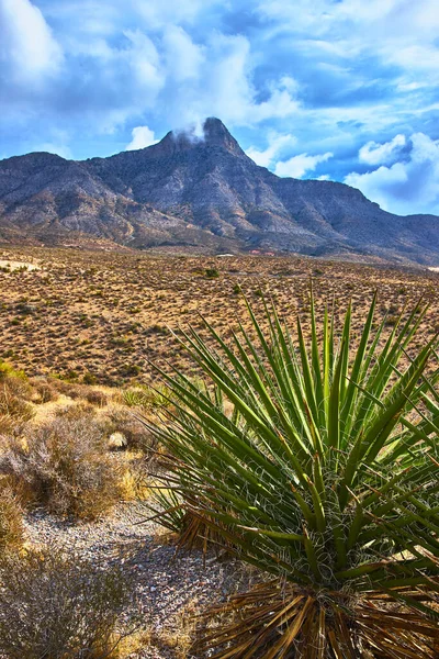 Las Vegas Nevada yakınlarındaki Red Rock Kanyonu 'nda çarpıcı bir yukka bitkisi çöl çalılarının arasında duruyor. Engebeli dağlar ve dramatik bir gökyüzü Amerika 'nın güneybatısında güçlü bir hava yaratıyor..