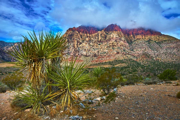 Las Vegas Nevada yakınlarındaki Red Rock Kanyonu 'nun çöl manzarasında çarpıcı bir yukka bitkisi duruyor. Renkli kumtaşı kayalıkları dramatik bulutların altında yükseliyor. Bu ikonik birleşmenin güzelliğini gözler önüne seriyor.