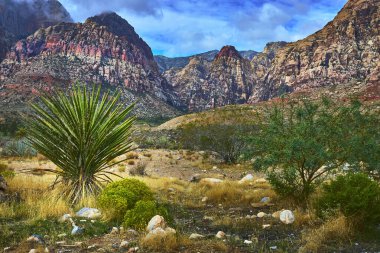 Kızıl Kaya Dağları, Kızıl Kaya Kanyonu Nevada 'daki canlı çöl bitkilerinin ve engebeli arazinin arkasında yükseliyor. Yerli yukka ve kurak bitki örtüsü Amerika 'da klasik bir Las Vegas vahşi doğası sahnesi yaratır.