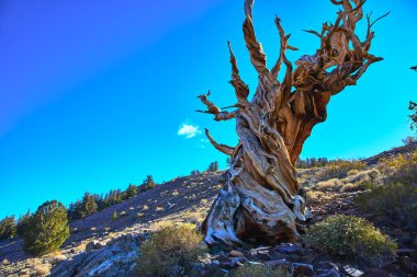 Kaliforniya 'nın Beyaz Dağ sırasındaki kayalık bir yamaçta yıpranmış bir çam ağacı dirençlidir. Güneş ışığı dokuları ve yakındaki çalılar bu eski birleşmiş toprakların eşsiz dayanıklılığını vurgular.